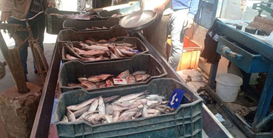 جشع تجار السمك بدمياط (2)