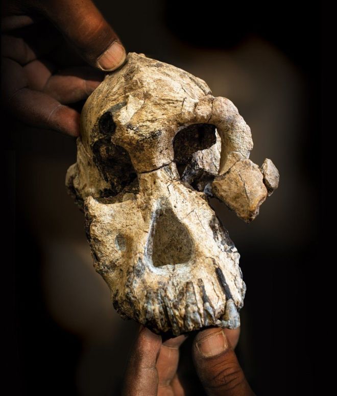 الجمجمة عثر عليها في عفار بأثيوبيا