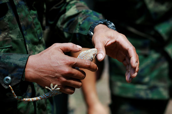 التدريبات-العسكرية-الأمريكية-التايلاندية-تعكس-اهتمام-واشنطن-بالتعاون-عسكريا-مع-آسيا