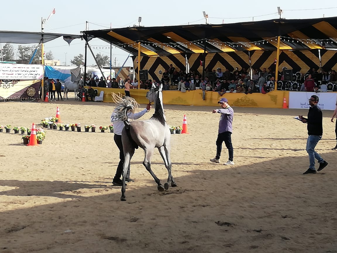 المهرجان الدولى للخيول العربية الأصيلة (2)