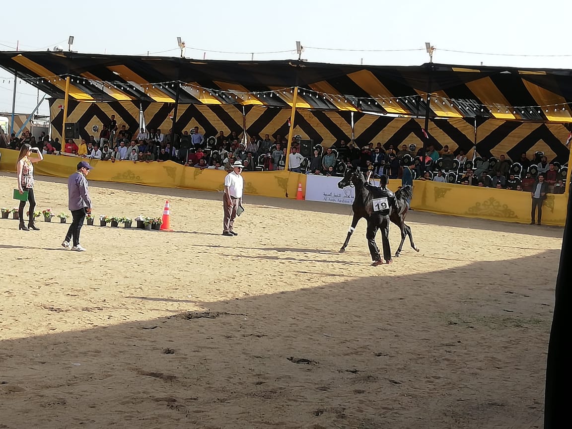 المهرجان الدولى للخيول العربية الأصيلة (3)