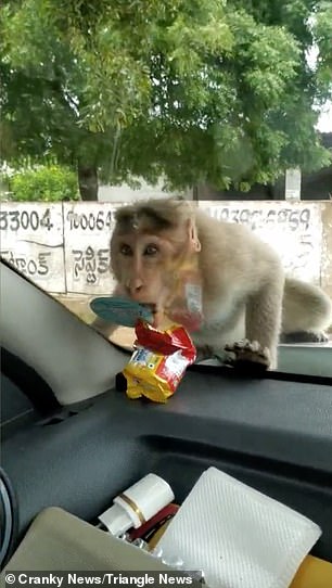 القرد يأكل البسكويت