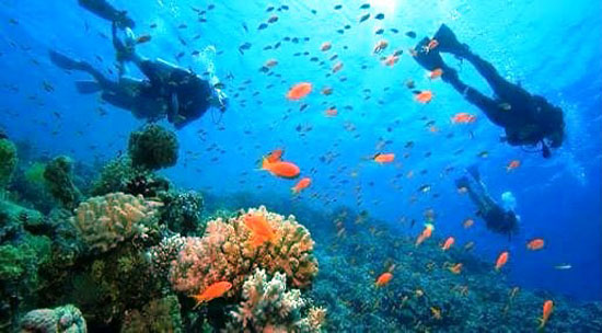 الشعاب المرجانية (4)