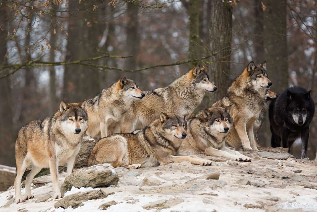36-a-wolf-pack-in-southern-germany.-flickr