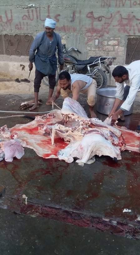 1 أهالى قرية جديدة بالأقصر يذبحون عجل لتقديمه للأشقاء السودانيين 1 أهالى قرية جديدة بالأقصر يذبحون عجل لتقديمه للأشقاء السودانيين