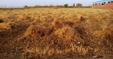 حصاد القمح حصاد القمح