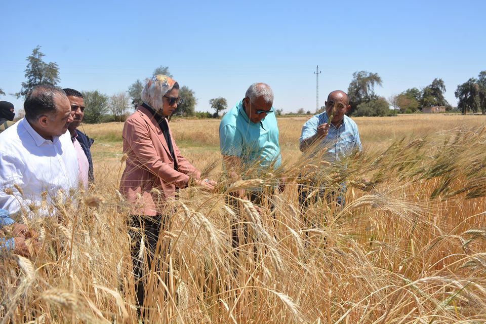 محافظ الوادى الجديد يوجه بتطبيق اشتراطات الوقاية اثناء حصاد القمح (9)