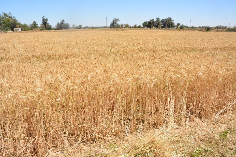 محافظ الوادى الجديد يوجه بتطبيق اشتراطات الوقاية اثناء حصاد القمح (5)