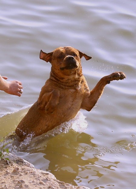 الكلب يستمتع بالماء