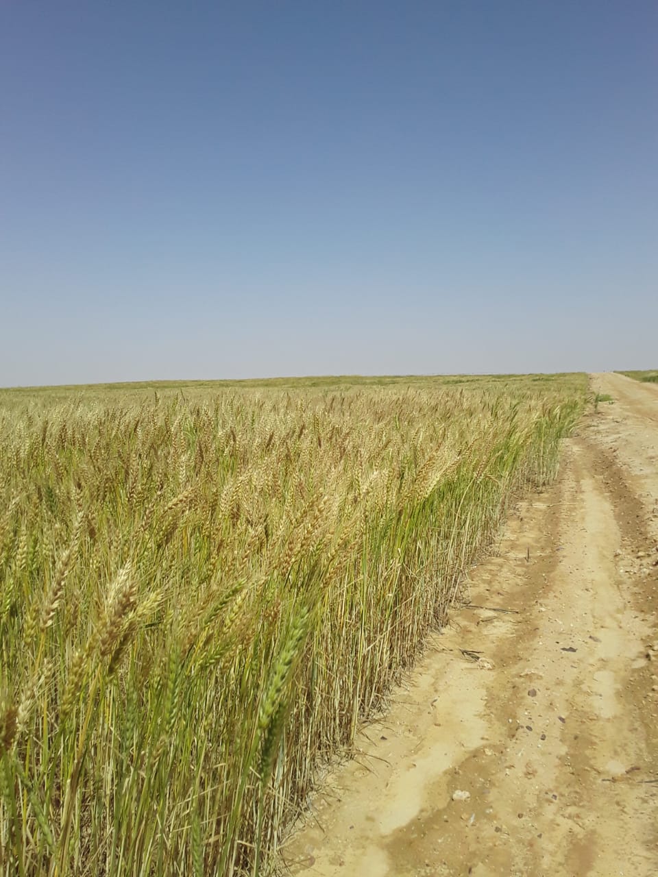 القمح  بمشروع غرب المنيا  (2)