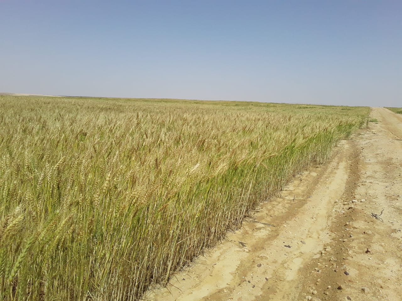 القمح  بمشروع غرب المنيا  (3)