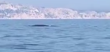 الحيتان