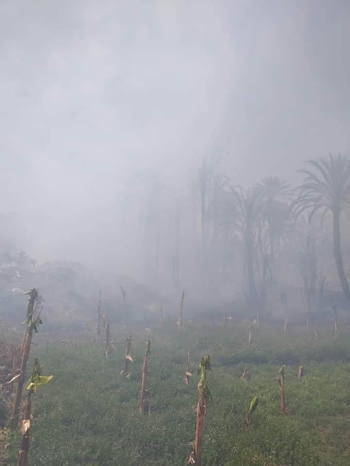 حريق يلتهم أشجار النخيل بإدفو شمال أسوان (4)