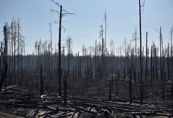 أشجار محترقة بعد حريق غابات خارج مستوطنة بوليسكي الواقعة في منطقة الاستبعاد حول محطة تشيرنوبيل للطاقة النووية