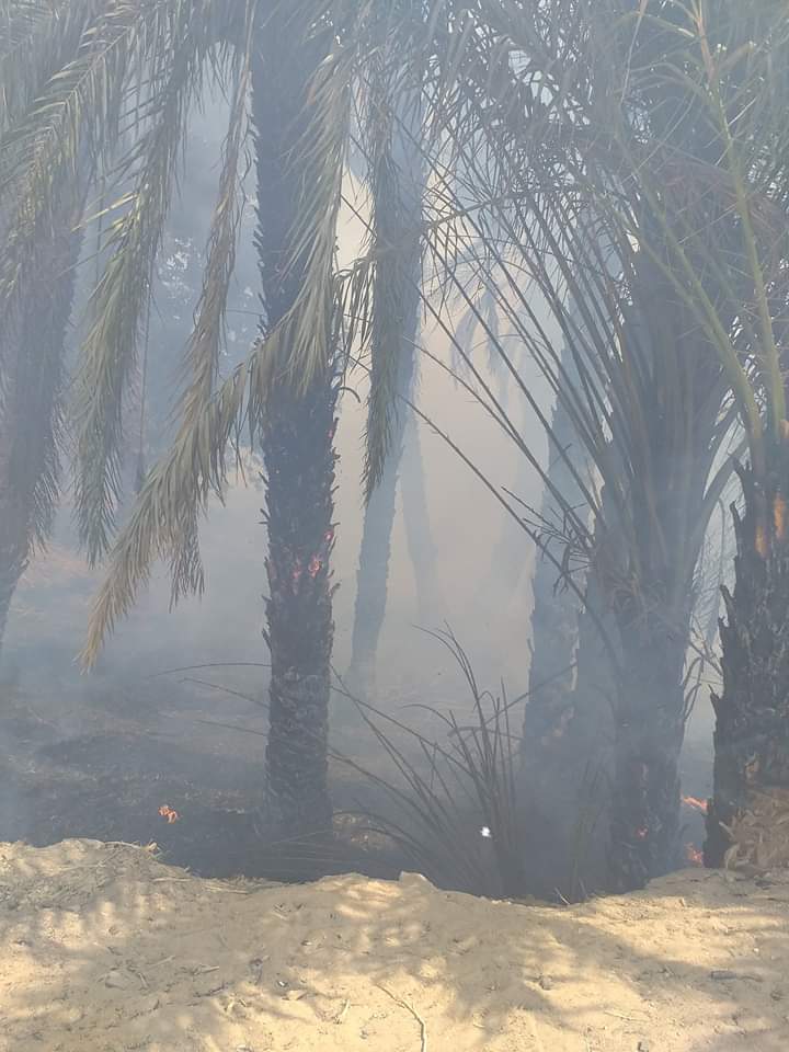 حريق يلتهم أشجار النخيل بإدفو شمال أسوان (2)