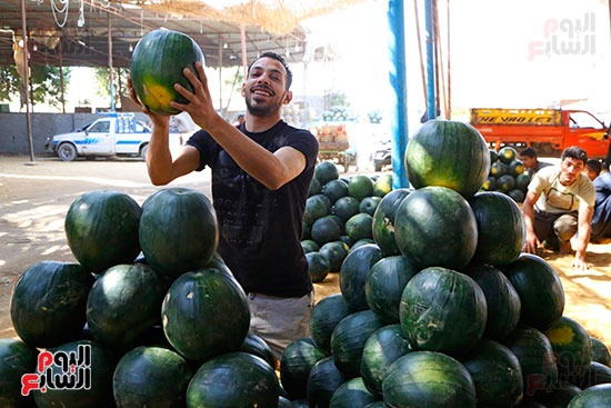 10 تاجر يضع البطيخ بشادر سوق مصر القديمة