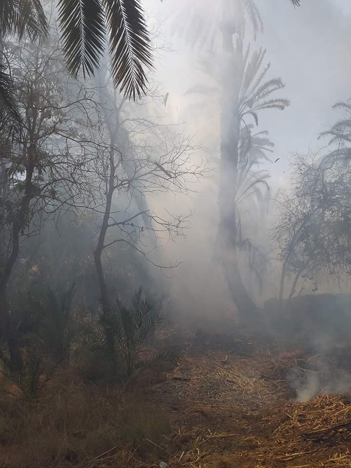 حريق يلتهم أشجار النخيل بإدفو شمال أسوان (3)