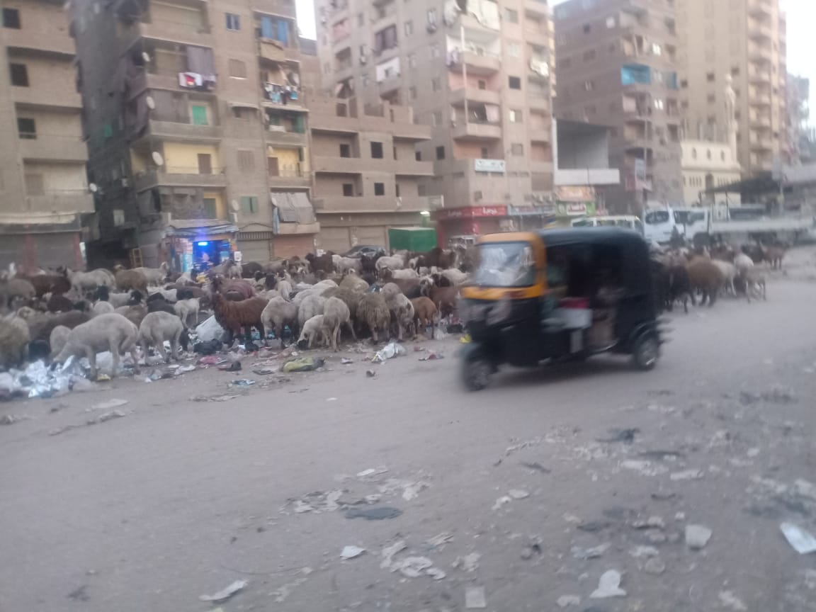  انتشار القمامة والأغنام بشارع أحمد عرابى فى شبرا الخيمة