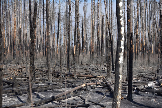 مشهد للأشجار المحترقة