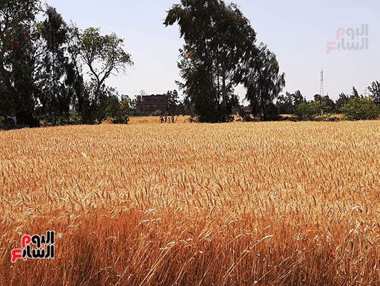 حصاد-القمح-فى-الشرقيه-(16)