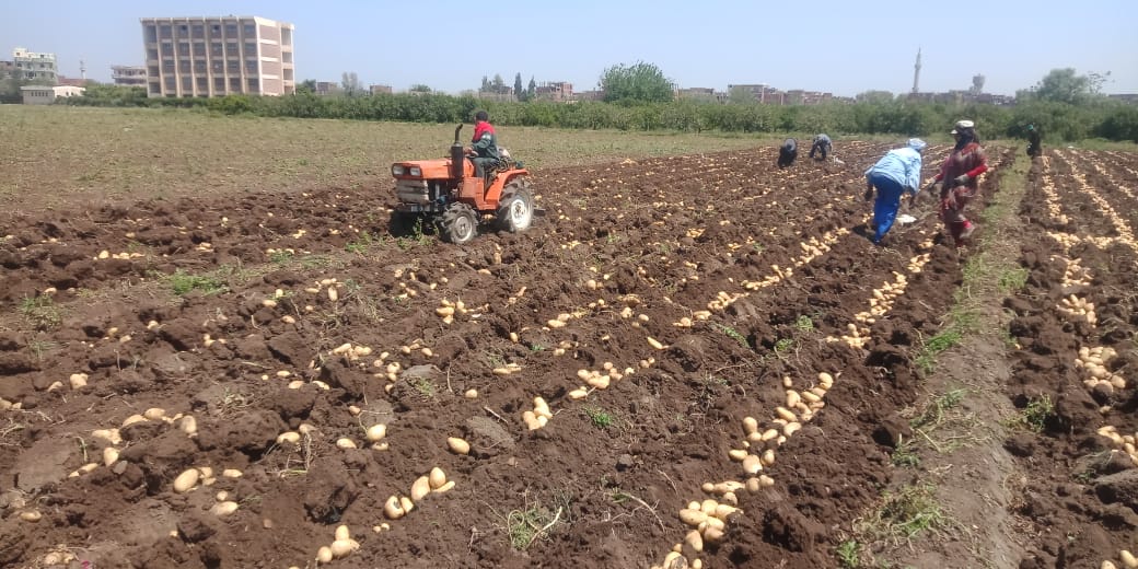 خلال أعمال حصاد البطاطس