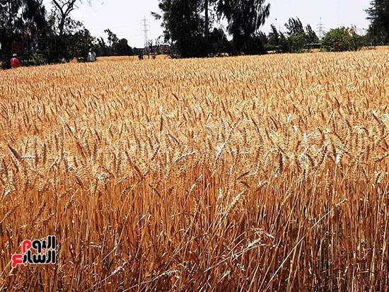 حصاد-القمح-فى-الشرقيه-(8)