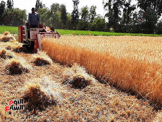حصاد-القمح-فى-الشرقيه-(4)