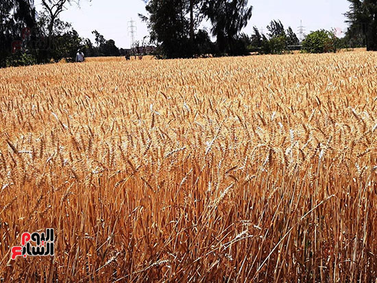 حصاد-القمح-فى-الشرقيه-(5)