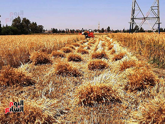 حصاد-القمح-فى-الشرقيه-(20)