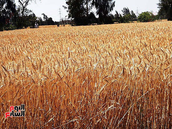 حصاد-القمح-فى-الشرقيه-(19)