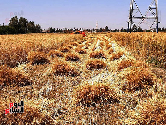 حصاد-القمح-فى-الشرقيه-(15)