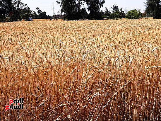 حصاد-القمح-فى-الشرقيه-(6)