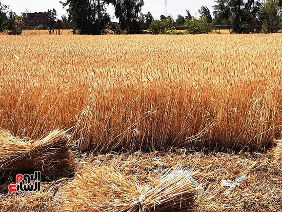 حصاد-القمح-فى-الشرقيه-(22)