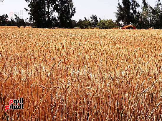 حصاد-القمح-فى-الشرقيه-(14)