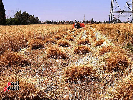 حصاد-القمح-فى-الشرقيه-(3)