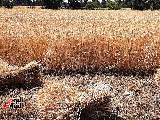حصاد-القمح-فى-الشرقيه-(21)