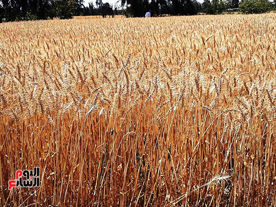 حصاد-القمح-فى-الشرقيه-(12)