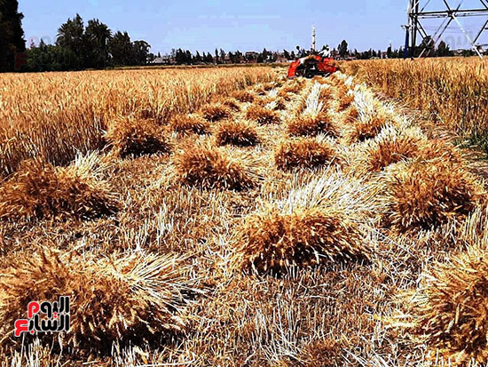 حصاد-القمح-فى-الشرقيه-(1)