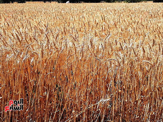 حصاد-القمح-فى-الشرقيه-(25)