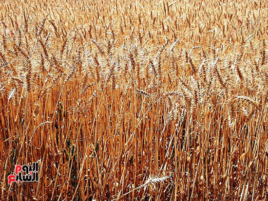 حصاد-القمح-فى-الشرقيه-(7)