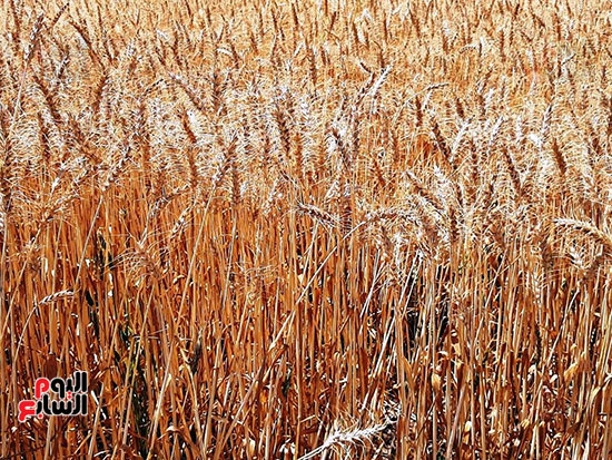 حصاد-القمح-فى-الشرقيه-(18)