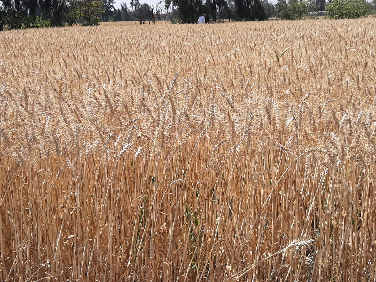 جانب من حصاد القمح فى محافظات مصر