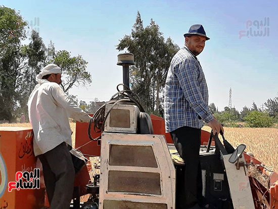 حصاد-القمح-فى-الشرقيه-(2)