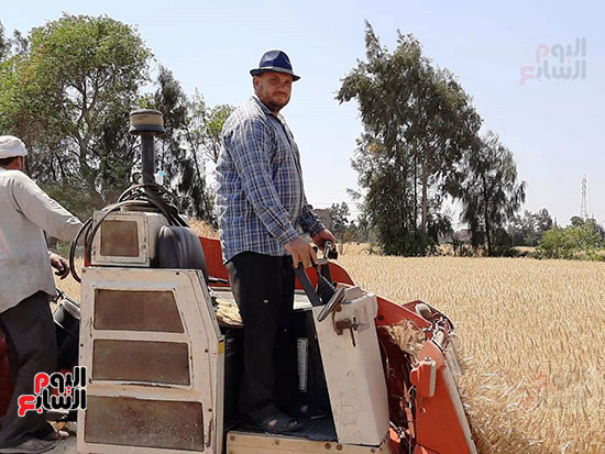 حصاد-القمح-فى-الشرقيه-(9)