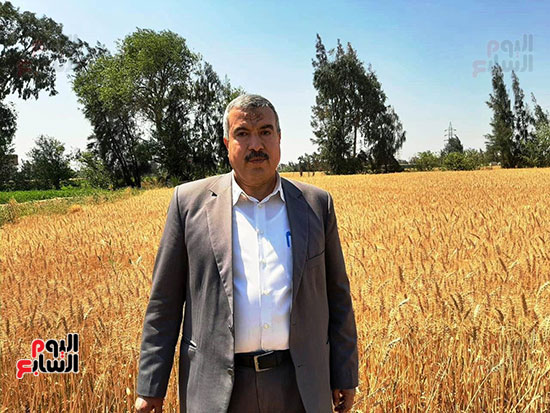 حصاد-القمح-فى-الشرقيه-(26)