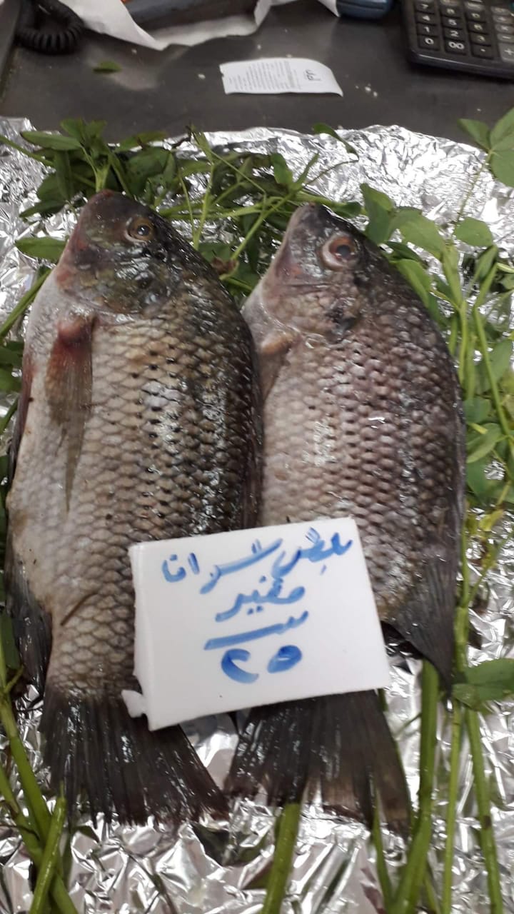 أسماك الشركة المصرية لتسويق الأسماك  (3)