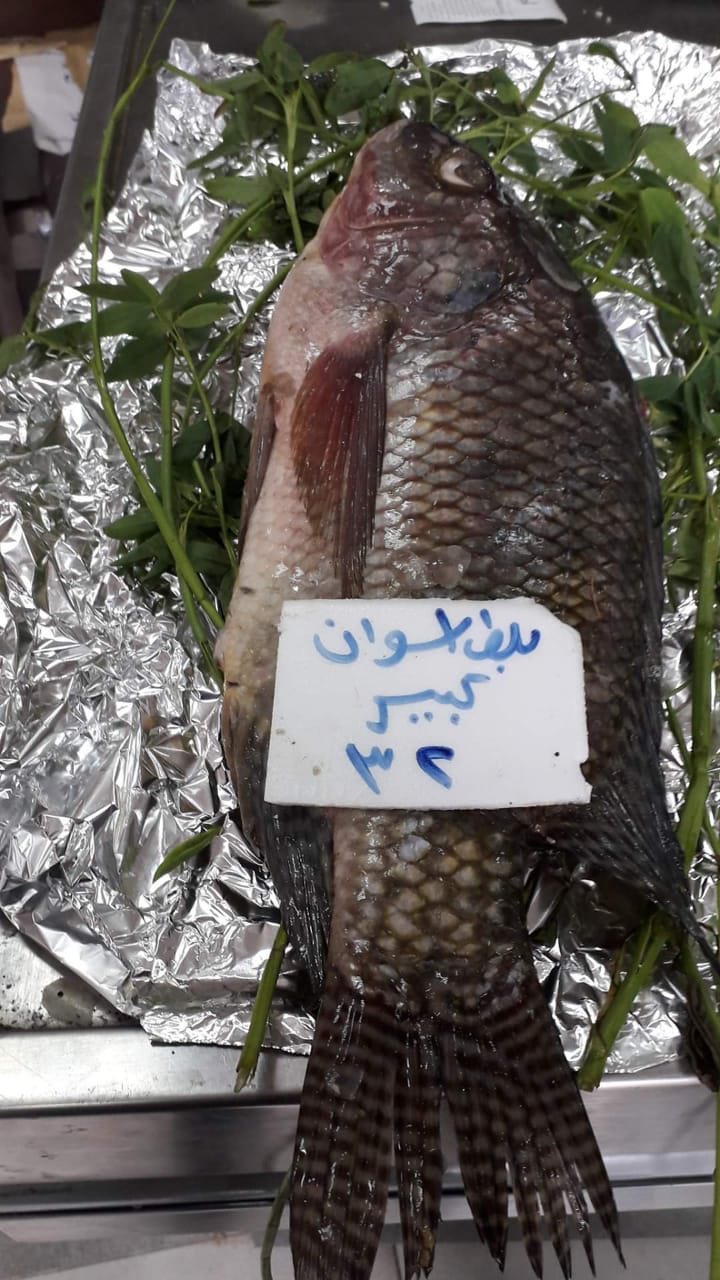 أسماك الشركة المصرية لتسويق الأسماك  (1)