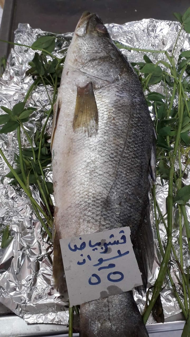 أسماك الشركة المصرية لتسويق الأسماك  (2)