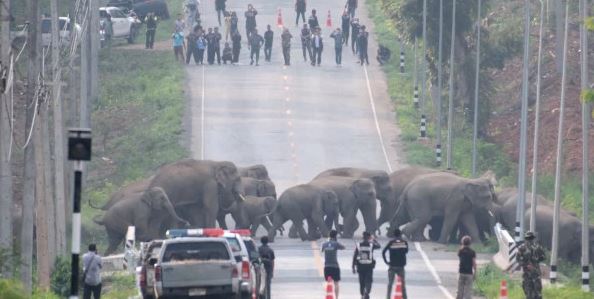 إغلاق طريق سريع في تايلاند لمرور50 فيلا إلى الجانب الآخر من الغابة . (2)
