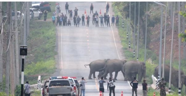إغلاق طريق سريع في تايلاند لمرور50 فيلا إلى الجانب الآخر من الغابة . (1)
